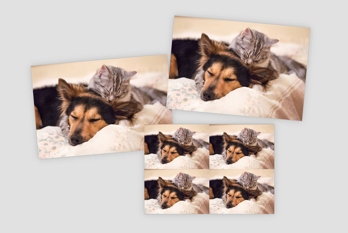 Meerdere afdrukken van een hond en een kat die samen liggen