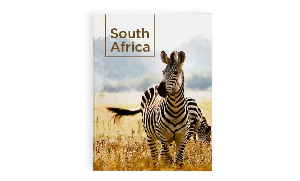 Zebra op een veld in Zuid-Afrika met bomen op de achtergrond