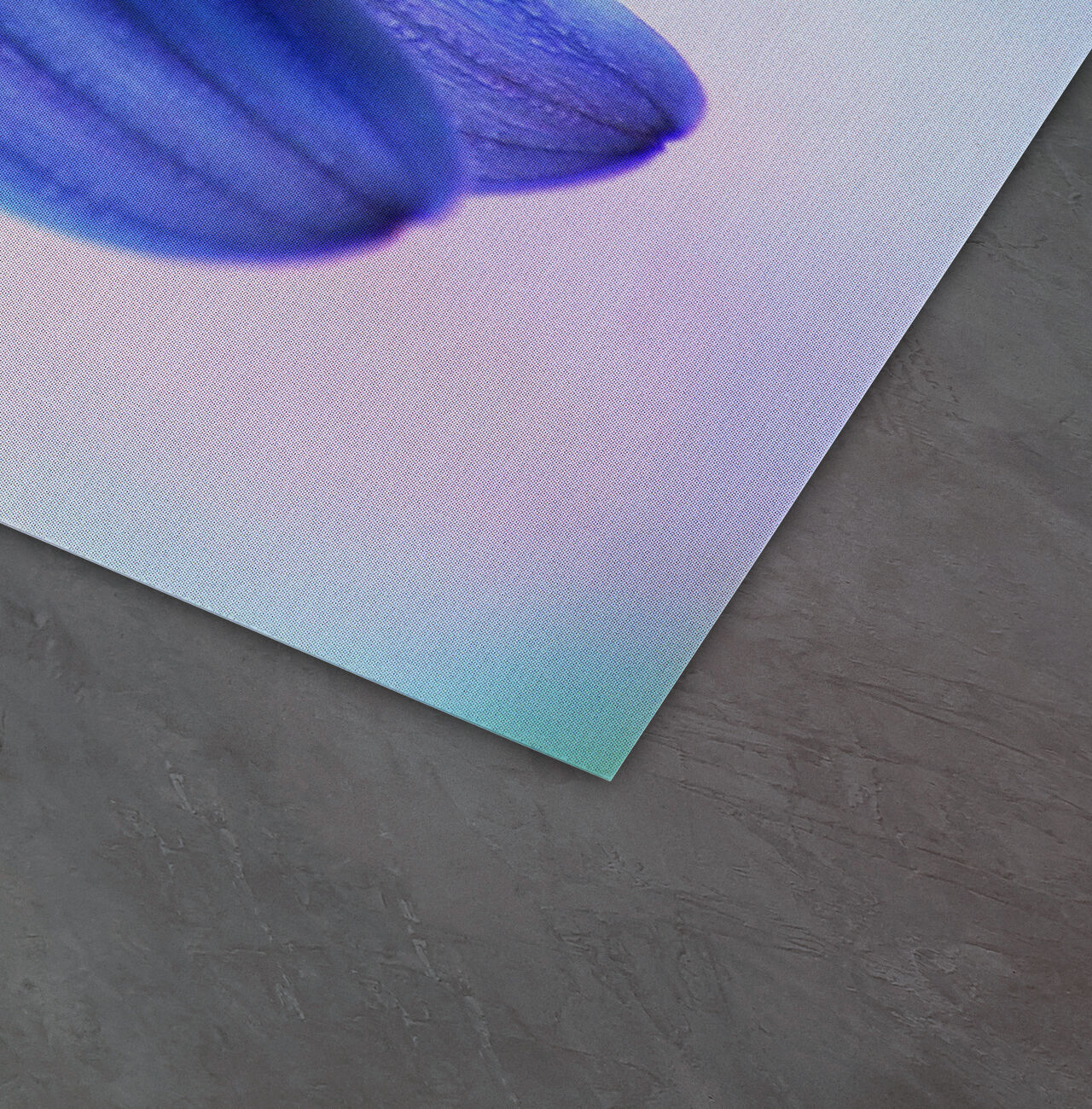 Close-up van een blauwe bloem met delicate bladeren tegen een zachte, onscherpe achtergrond