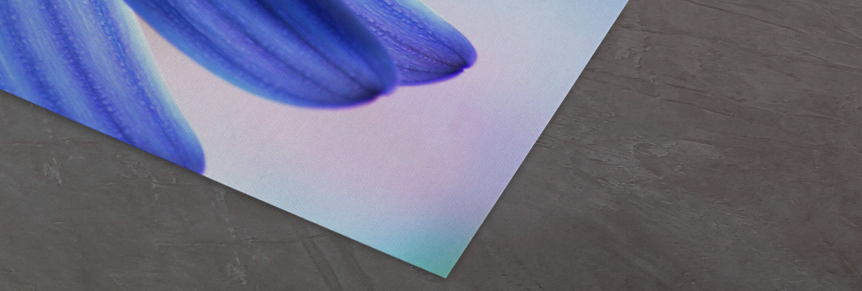 Close-up van delicate blauwe bloemblaadjes op een zachte achtergrond.