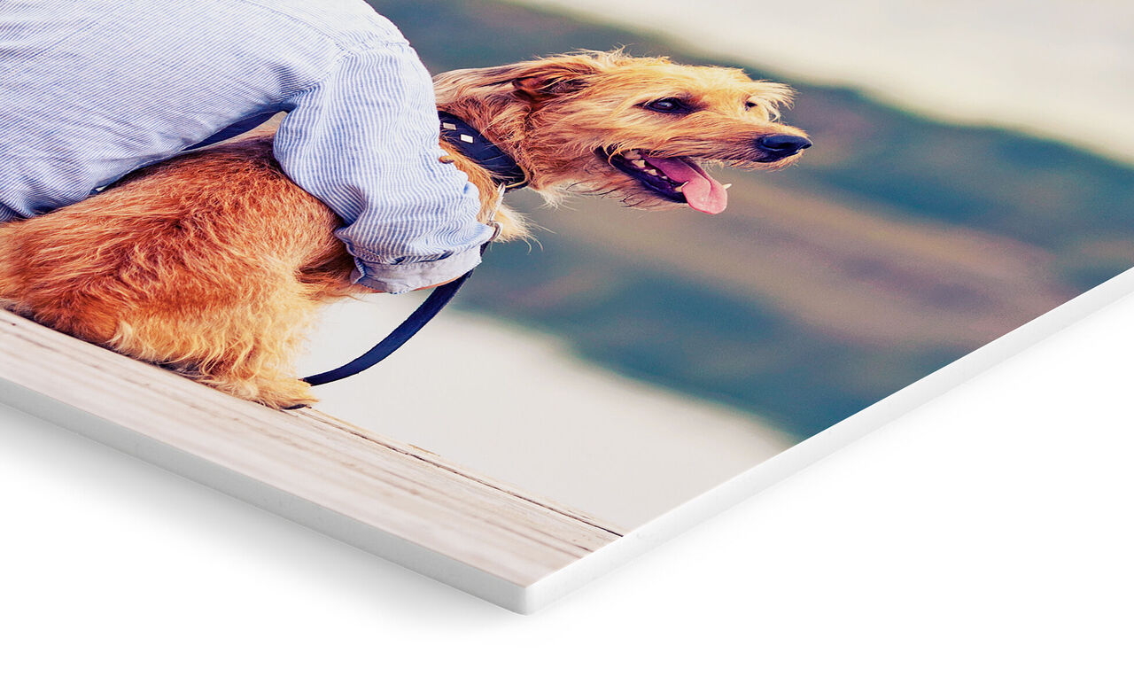 Een gelukkige hond zit naast zijn eigenaar en geniet van het moment.