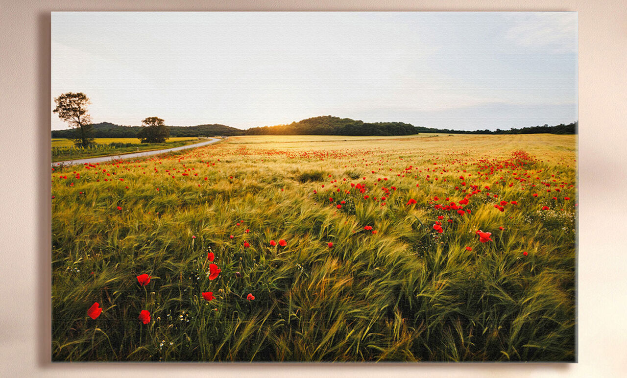 Prachtig veld met rode klaprozen en zachte heuvels op de achtergrond.